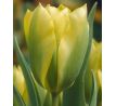 Tulipa Viridiflora - Formosa
