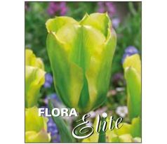 Tulipa Viridiflora - Formosa