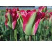 Tulipa Viridiflora - Green Love