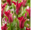 Tulipa Viridiflora - Green Love