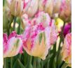 Tulipa Parrot - Pinkvision