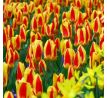 Tulipa - Stresa / 8ks v balení