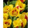 Tulipa - Stresa / 8ks v balení
