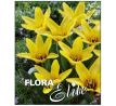 Tulipa - Partitura