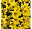 Tulipa - Partitura