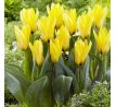 Tulipa - Partitura