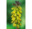 Muscari Golden Fragrance