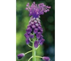 Muscari comosum