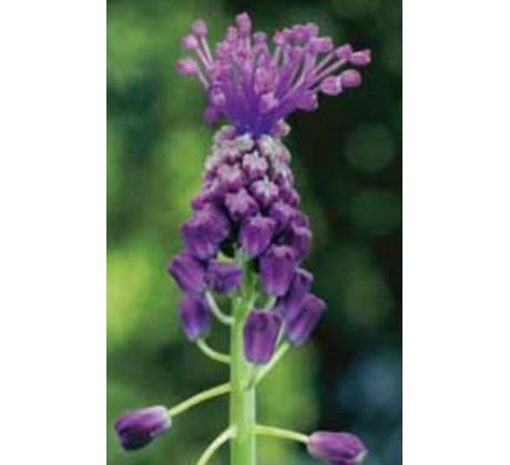 Muscari comosum