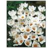 Crocus - chrys. Ard Schenk