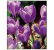 Crocus vernus Grand Maitre