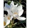 Crocus - chrys. Ard Schenk
