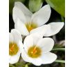 Crocus - chrys. Ard Schenk