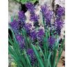 Muscari comosum