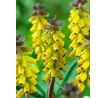 Muscari Golden Fragrance