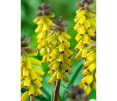 Muscari Golden Fragrance