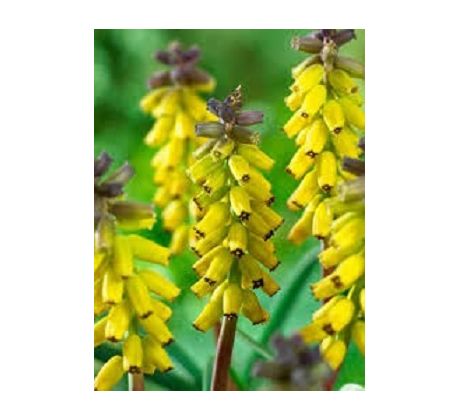 Muscari Golden Fragrance