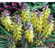 Muscari Golden Fragrance