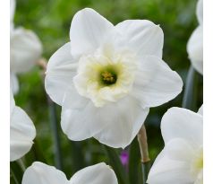 Narcissus - Papillon Blanc