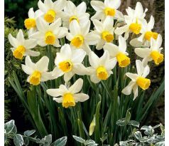 Narcissus cyclamieus Jack Snipe