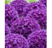 Allium Ambassador
