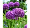 Allium Ambassador