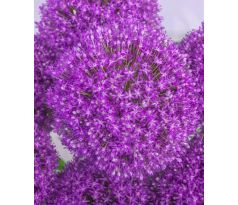 Allium Ambassador
