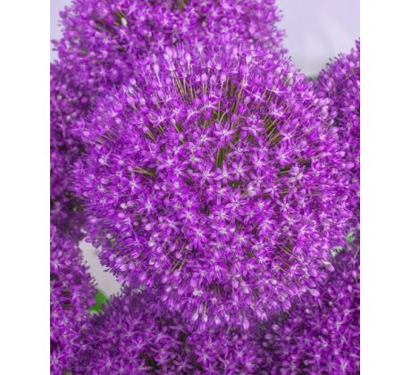 Allium Ambassador