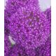 Allium Ambassador
