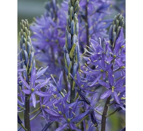 Camassia quamash/ 1ks