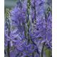 Camassia quamash/ 1ks