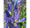 Camassia quamash/ 1ks
