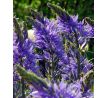 Camassia quamash/ 1ks
