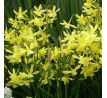 Narcissus triandrus Hawera