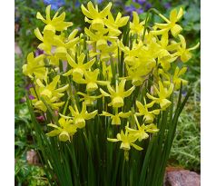 Narcissus triandrus Hawera