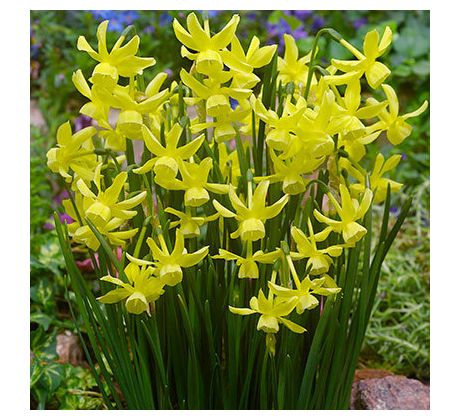 Narcissus triandrus Hawera