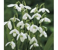 Galanthus single Woronowii