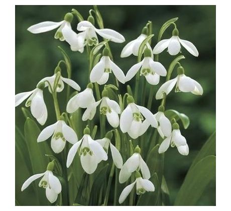 Galanthus single Woronowii