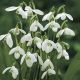 Galanthus single Woronowii