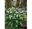 Galanthus single Woronowii