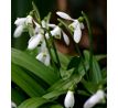 Galanthus single Woronowii