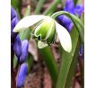 Galanthus hippolita