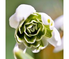 Galanthus hippolita