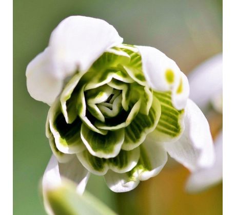 Galanthus hippolita
