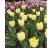 Tulipa - Sunny Prince