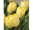Tulipa - Sunny Prince