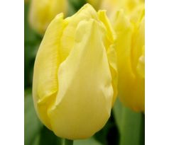 Tulipa - Sunny Prince