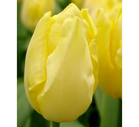 Tulipa - Sunny Prince