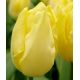 Tulipa - Sunny Prince