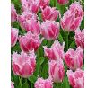 Tulipa - Huis ten Bosh